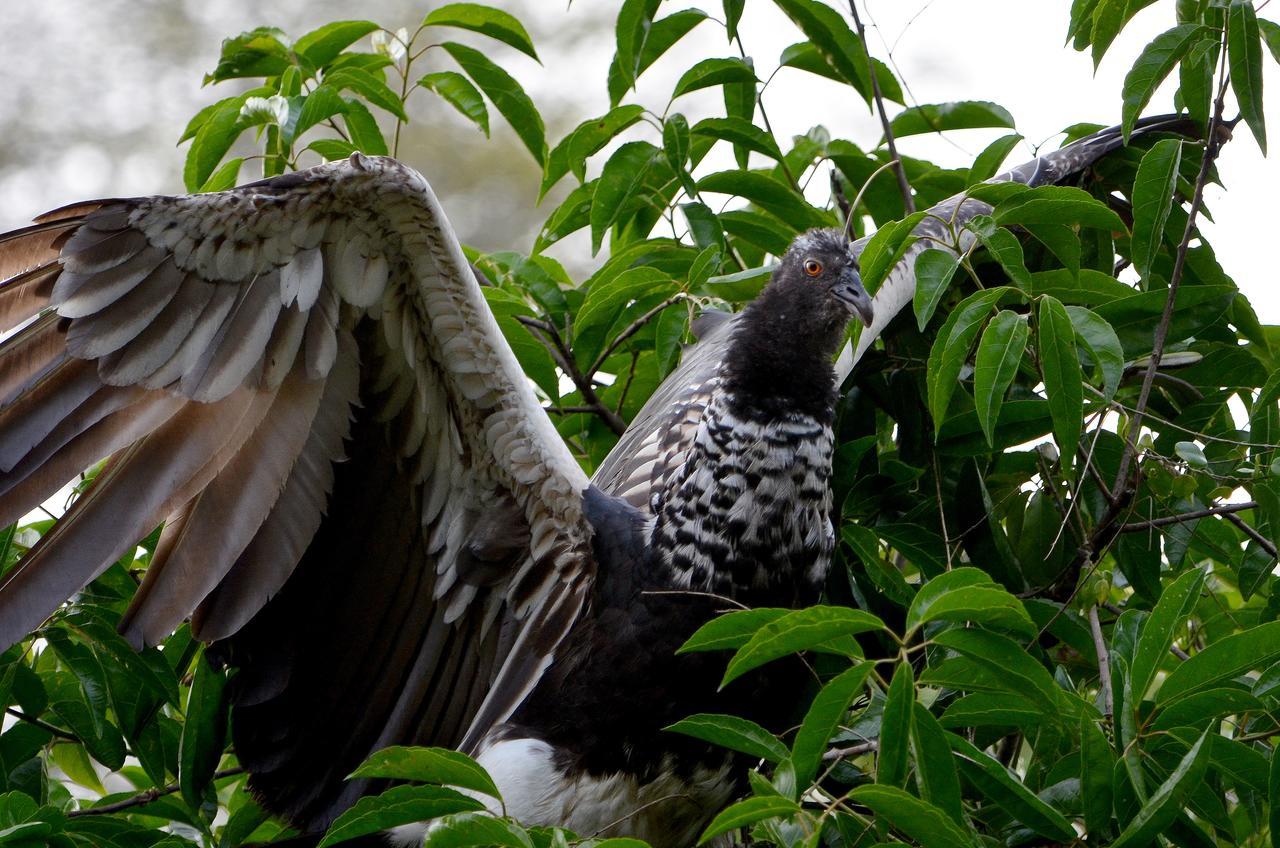 Yaku Amazon Lodge & Expeditions Paraíso Exterior foto